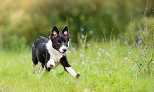 ¿Qué tanto ejercicio necesita mi perro cada día?